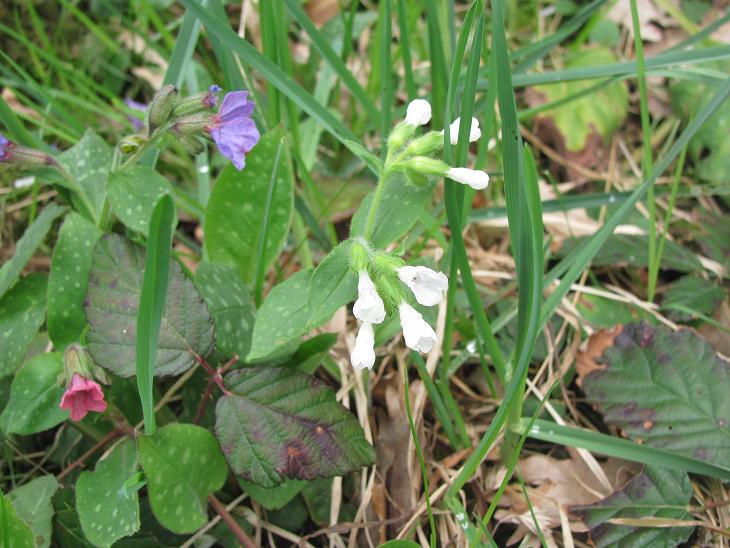 Pulmonaria bianca?